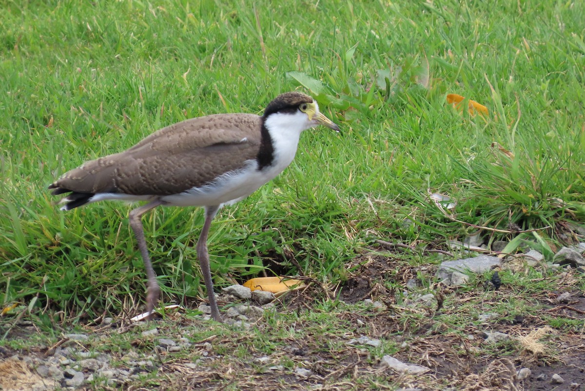 Солдатский чибис (novaehollandiae) - ML646331921