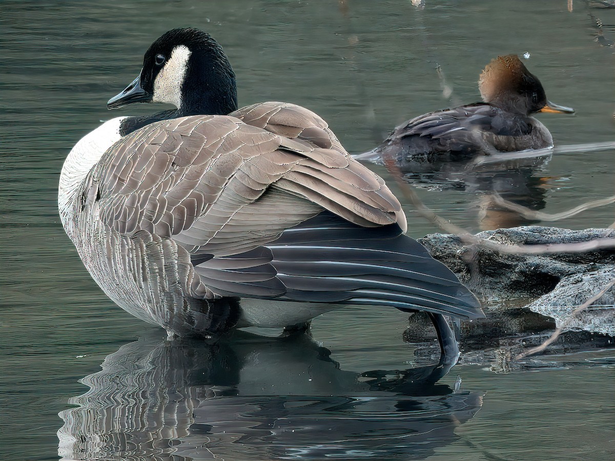 Канадская казарка - ML646331922