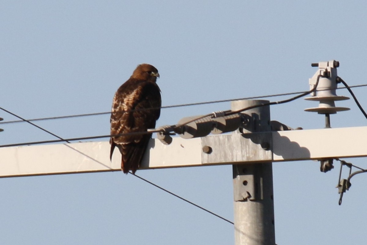 Краснохвостый канюк - ML646331923