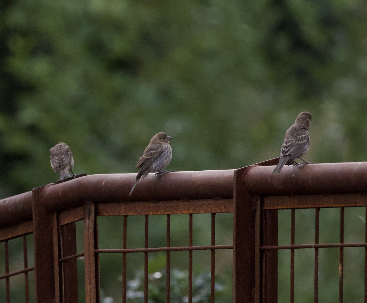 Мексиканская чечевица - ML646331924