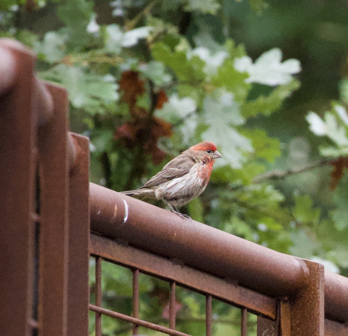 Мексиканская чечевица - ML646331925