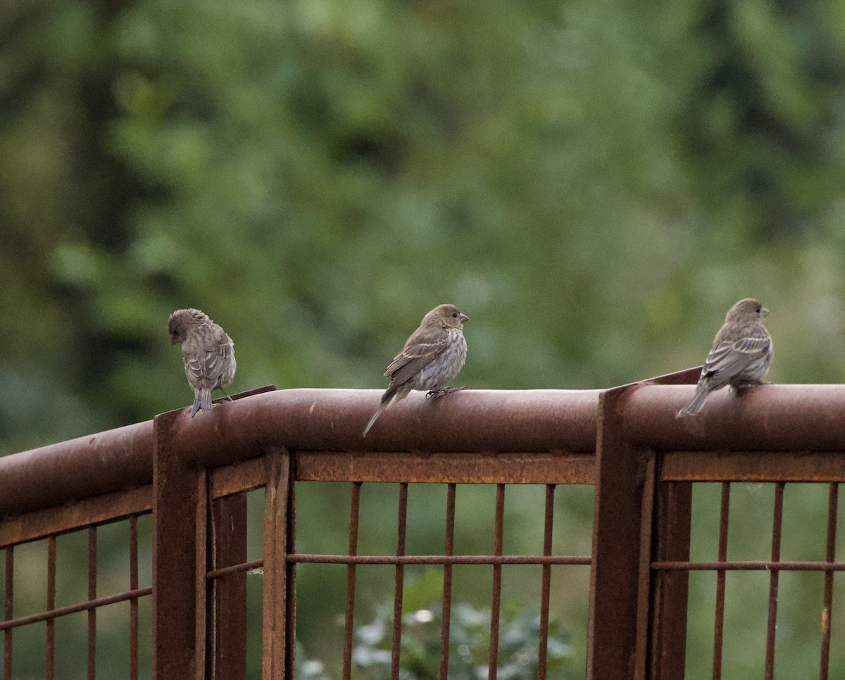 Мексиканская чечевица - ML646331926