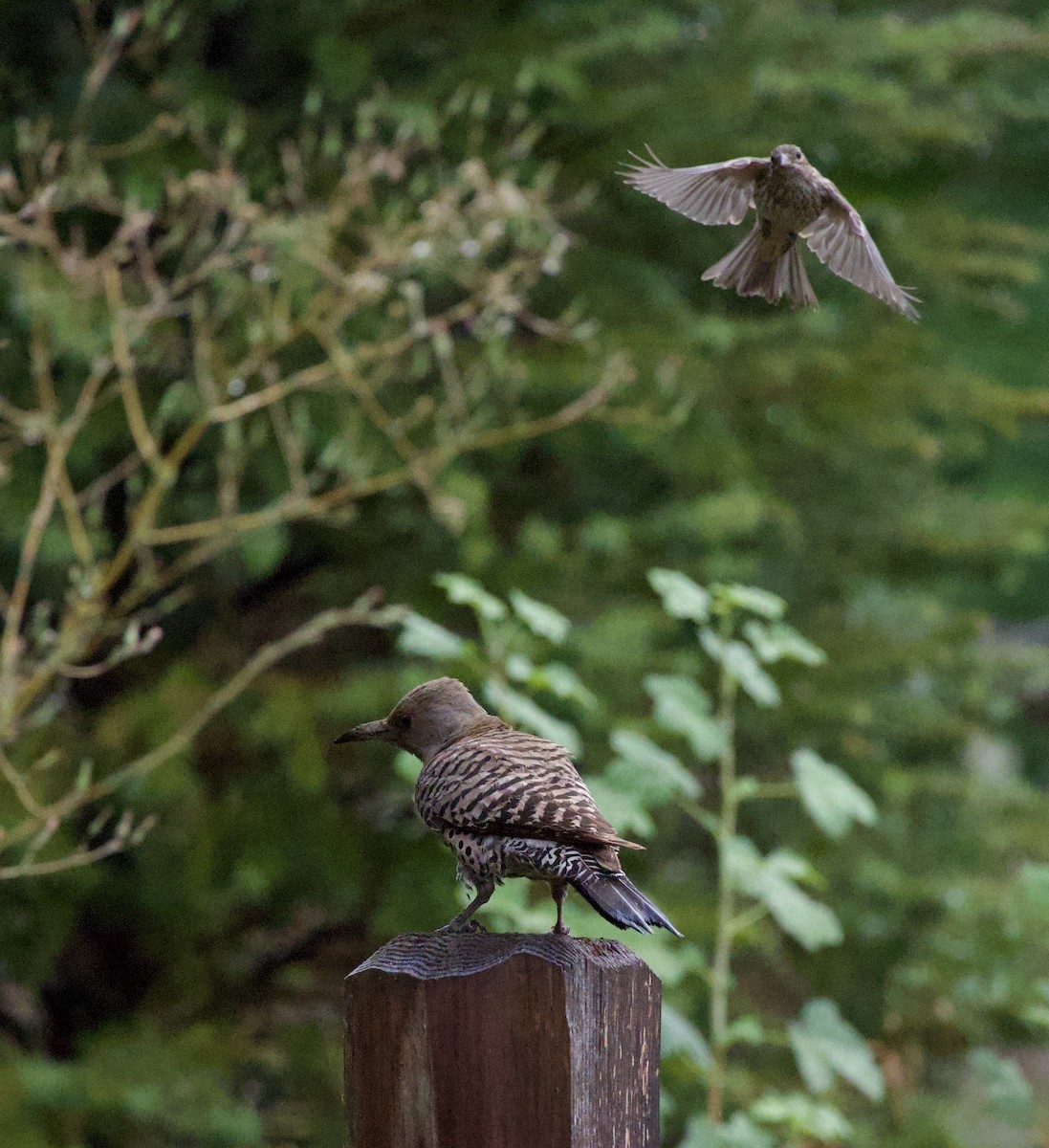 Мексиканская чечевица - ML646331927