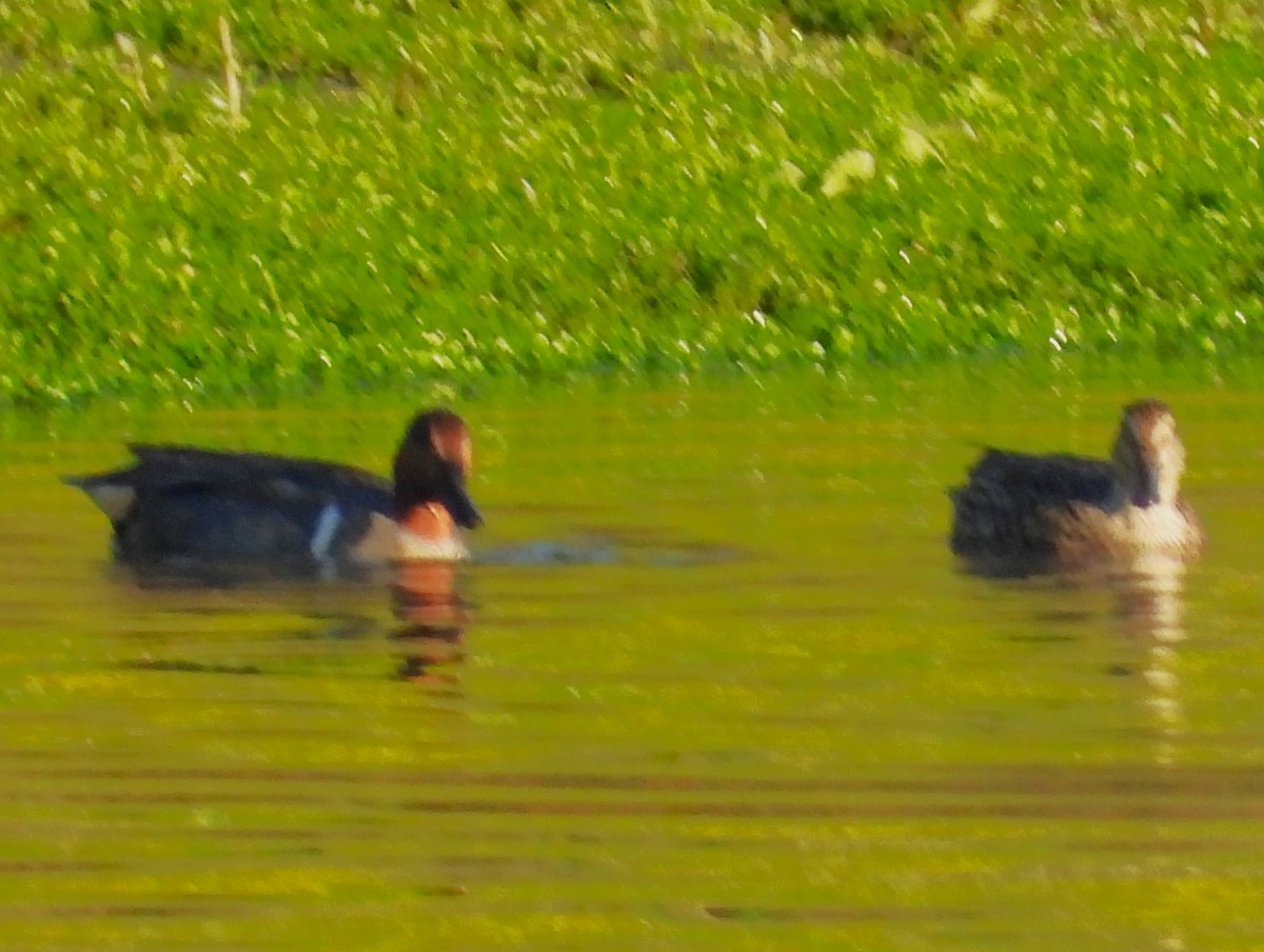 Чирок-свистунок (Американский) - ML646331928