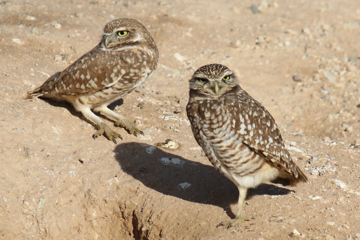 Кроличий сыч (hypugaea/rostrata) - ML646331930