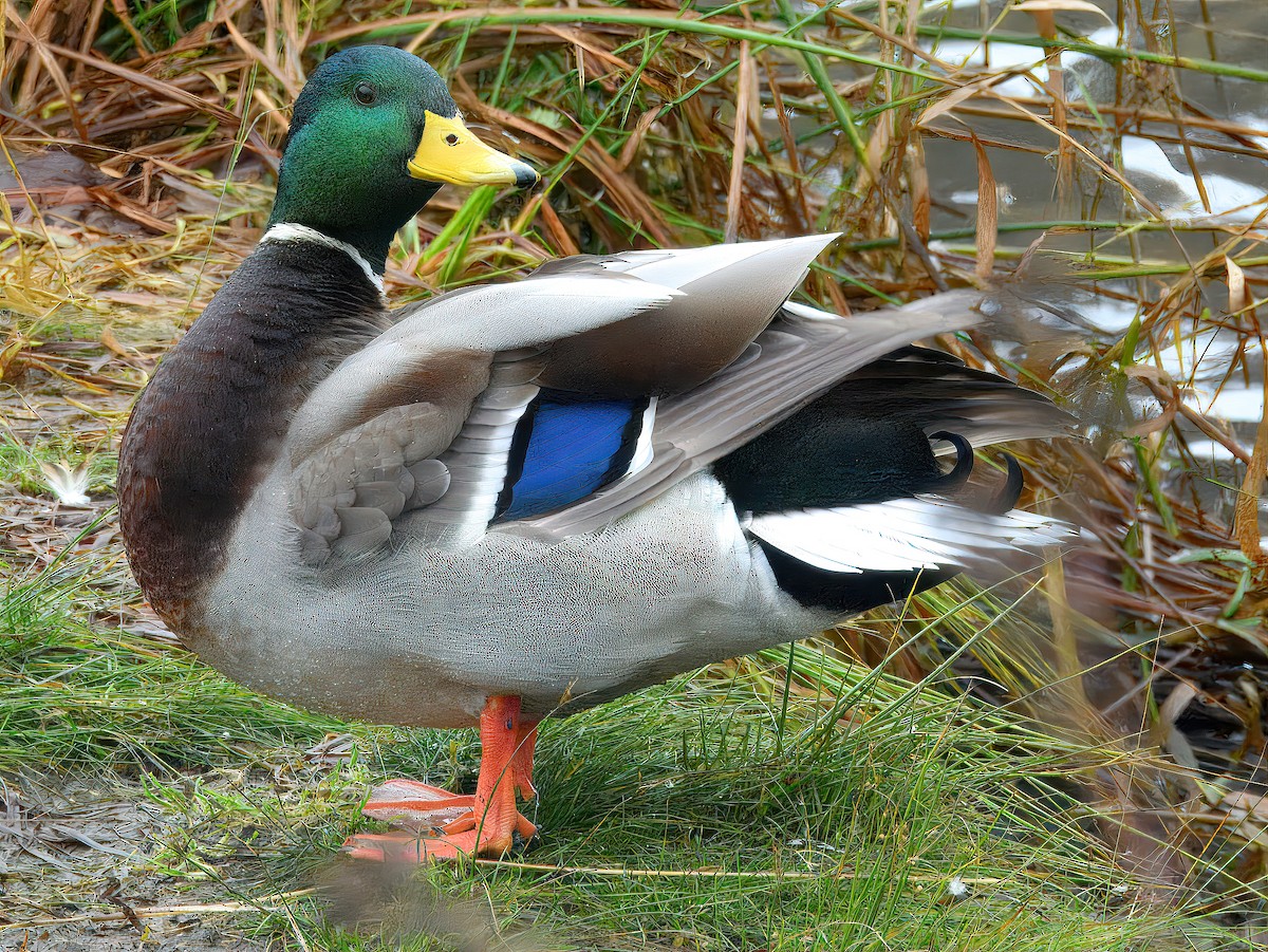 Кряква - ML646331932