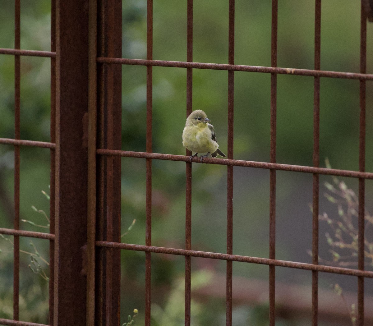 Мексиканский чиж - ML646331933