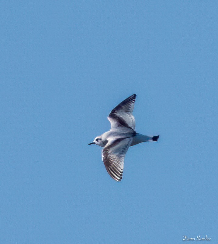 Малая чайка - ML646331935