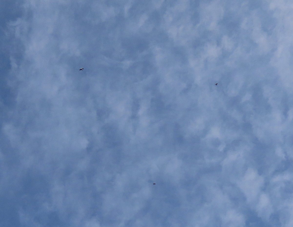 Древесная ласточка - ML646331936