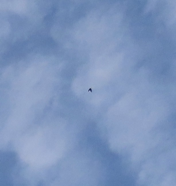 Древесная ласточка - ML646331937