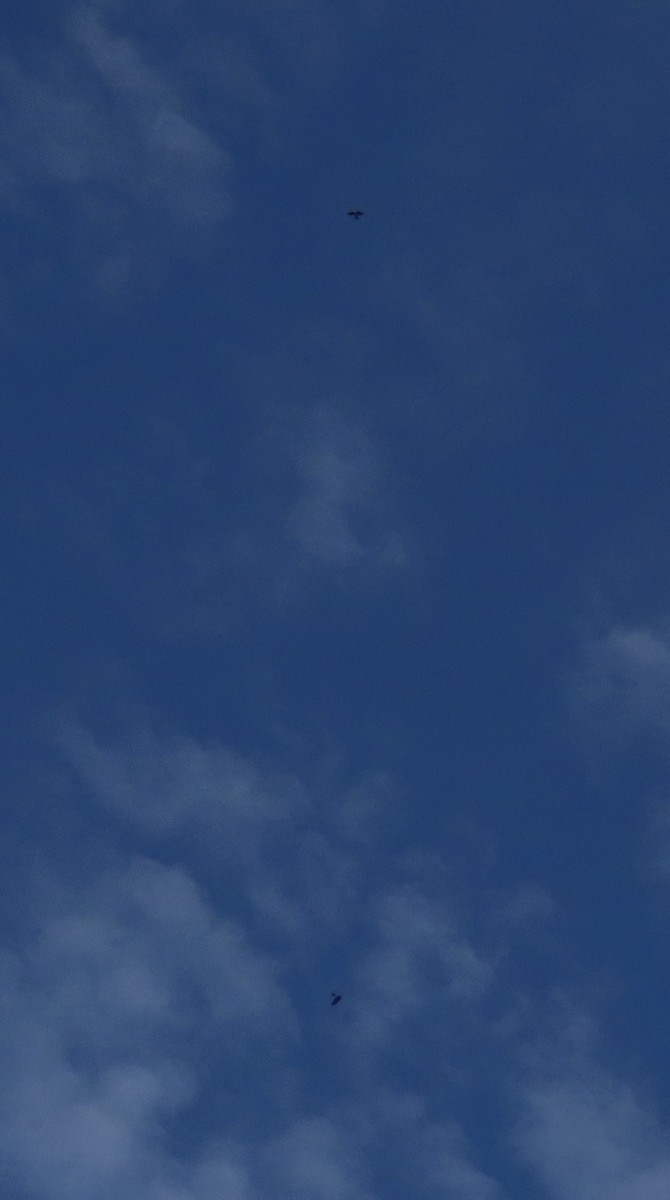 Древесная ласточка - ML646331938