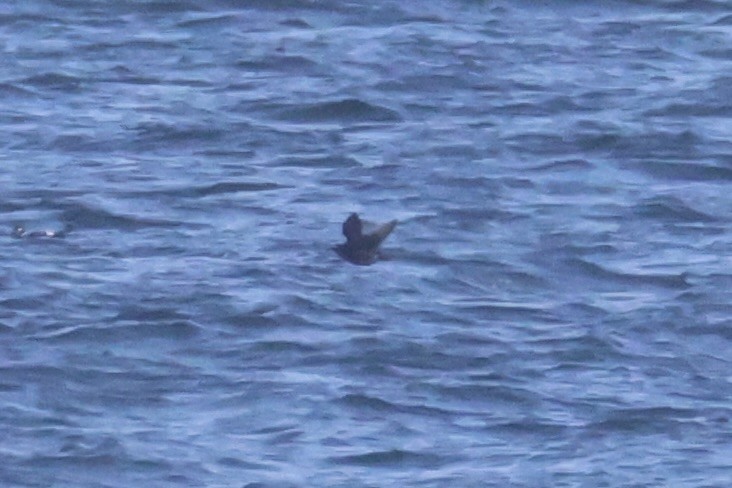 Очковый чистик - ML646331939