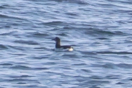 Очковый чистик - ML646331940