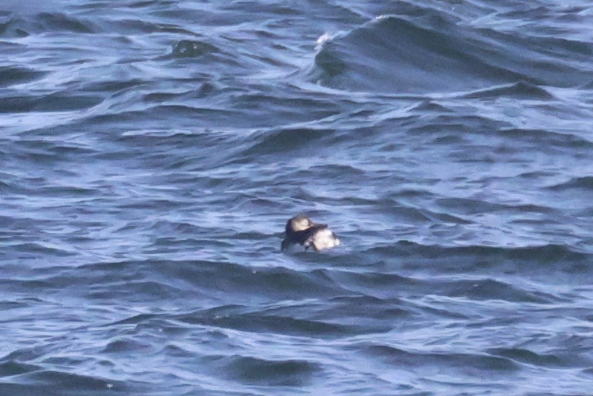 Очковый чистик - ML646331941