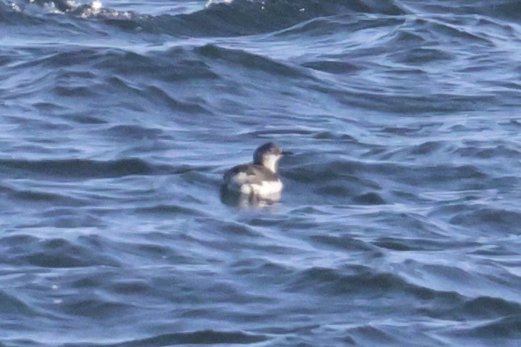 Очковый чистик - ML646331942