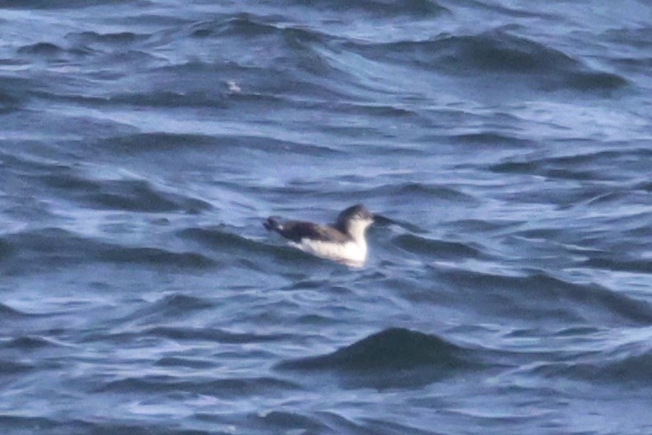 Очковый чистик - ML646331943