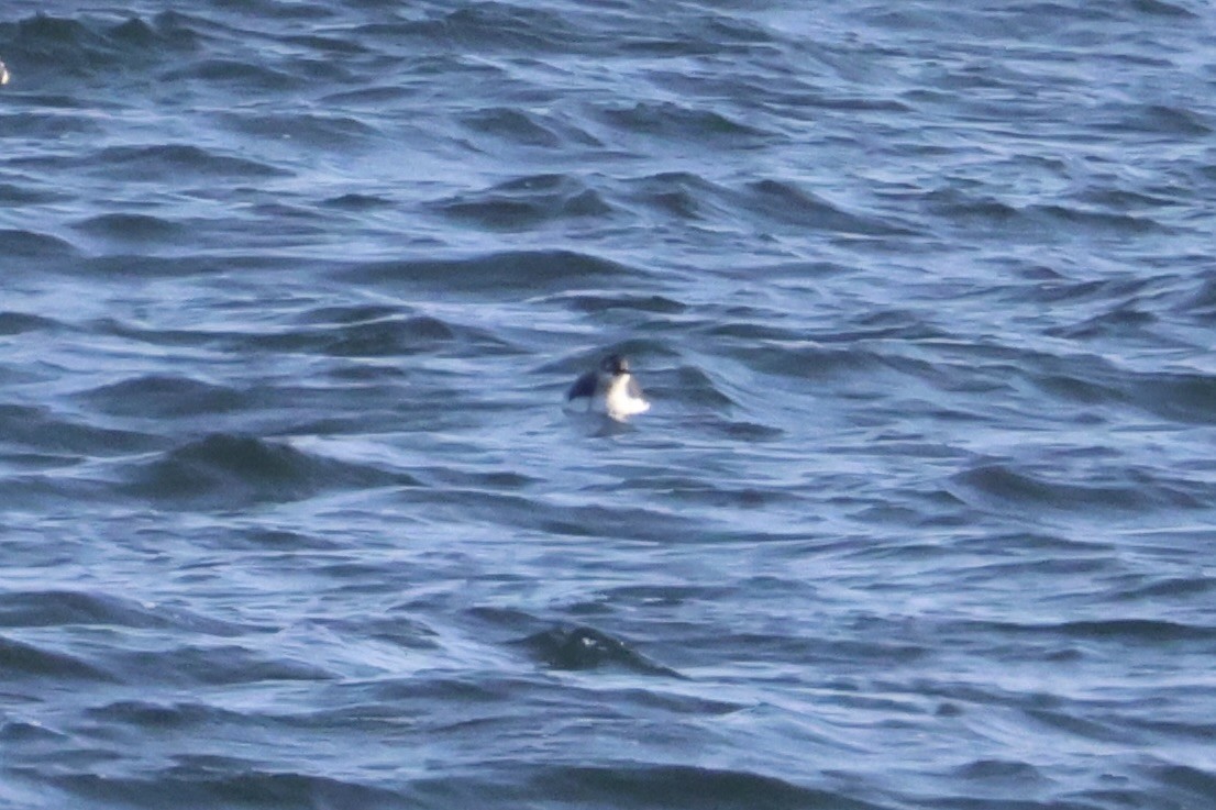 Очковый чистик - ML646331944