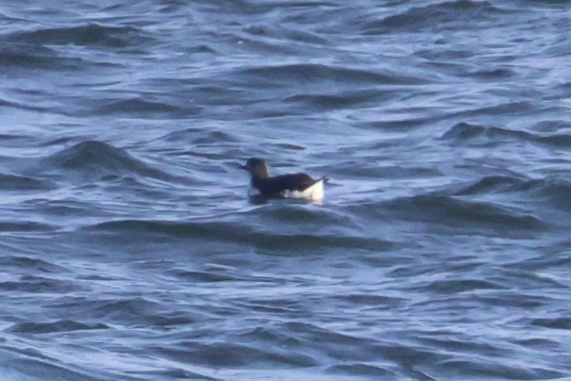 Очковый чистик - ML646331945