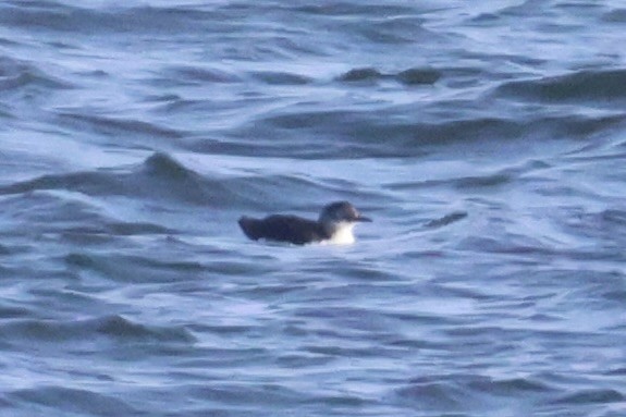 Очковый чистик - ML646331946