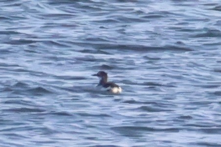 Очковый чистик - ML646331947