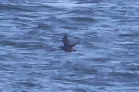 Очковый чистик - ML646331948