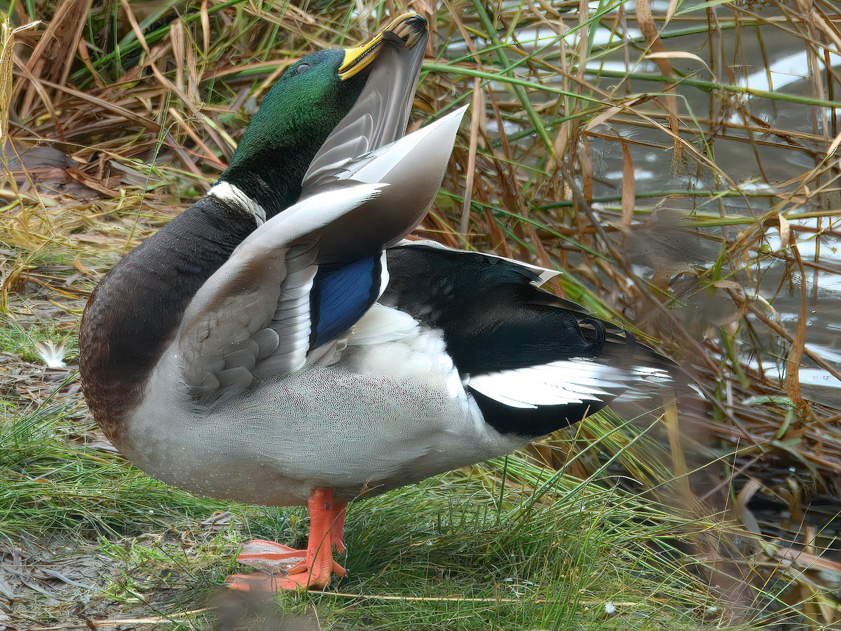 Кряква - ML646331949