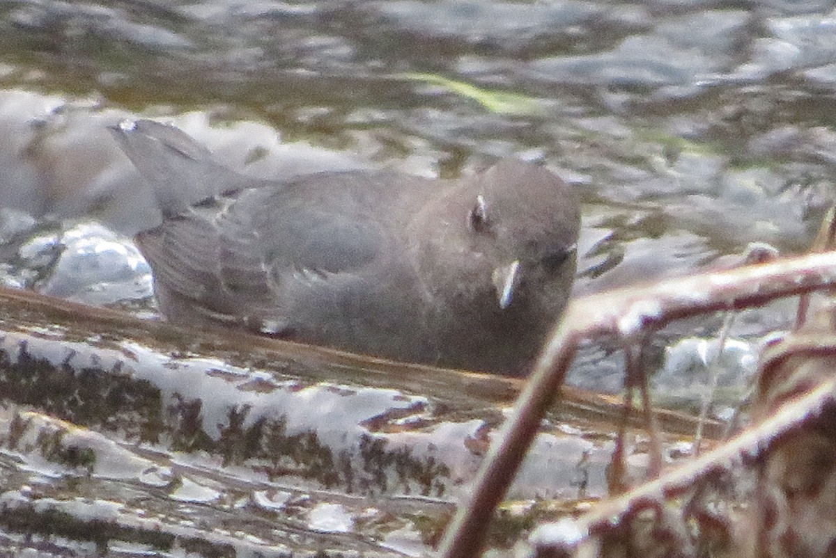 Серая оляпка - ML646331950