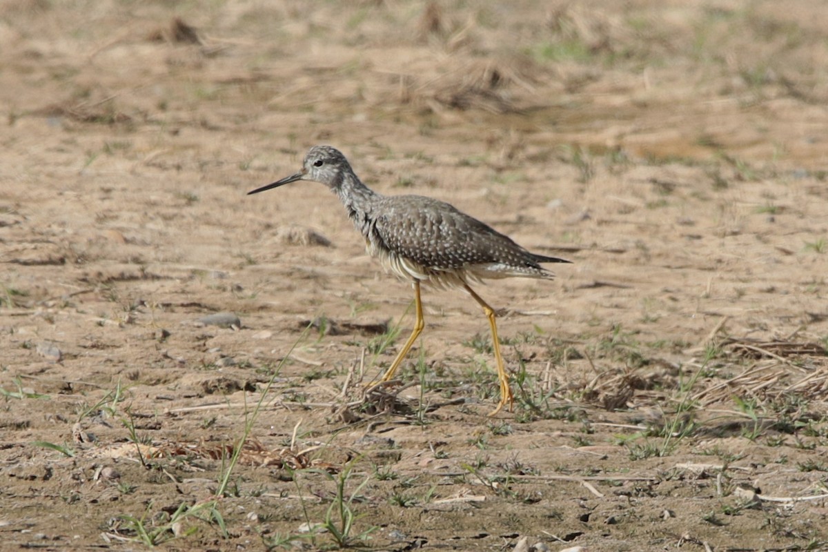 Greater Yellowlegs - ML646331956