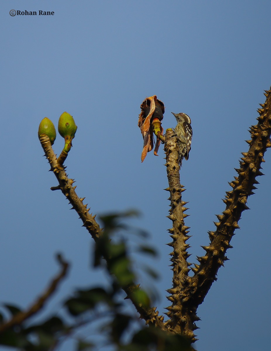 Brown-capped Pygmy Woodpecker - ML646331958