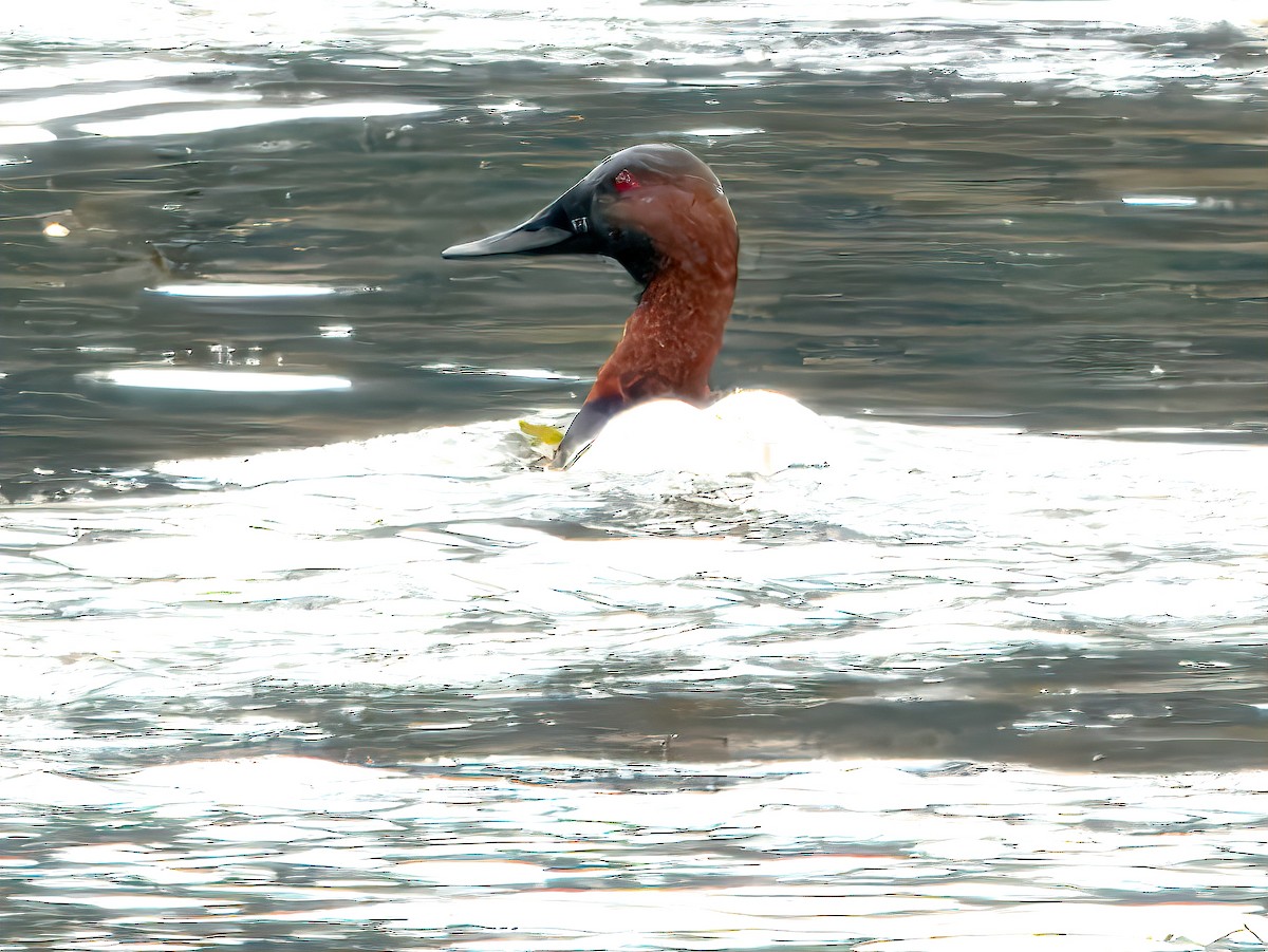 Porrón Coacoxtle - ML646331959