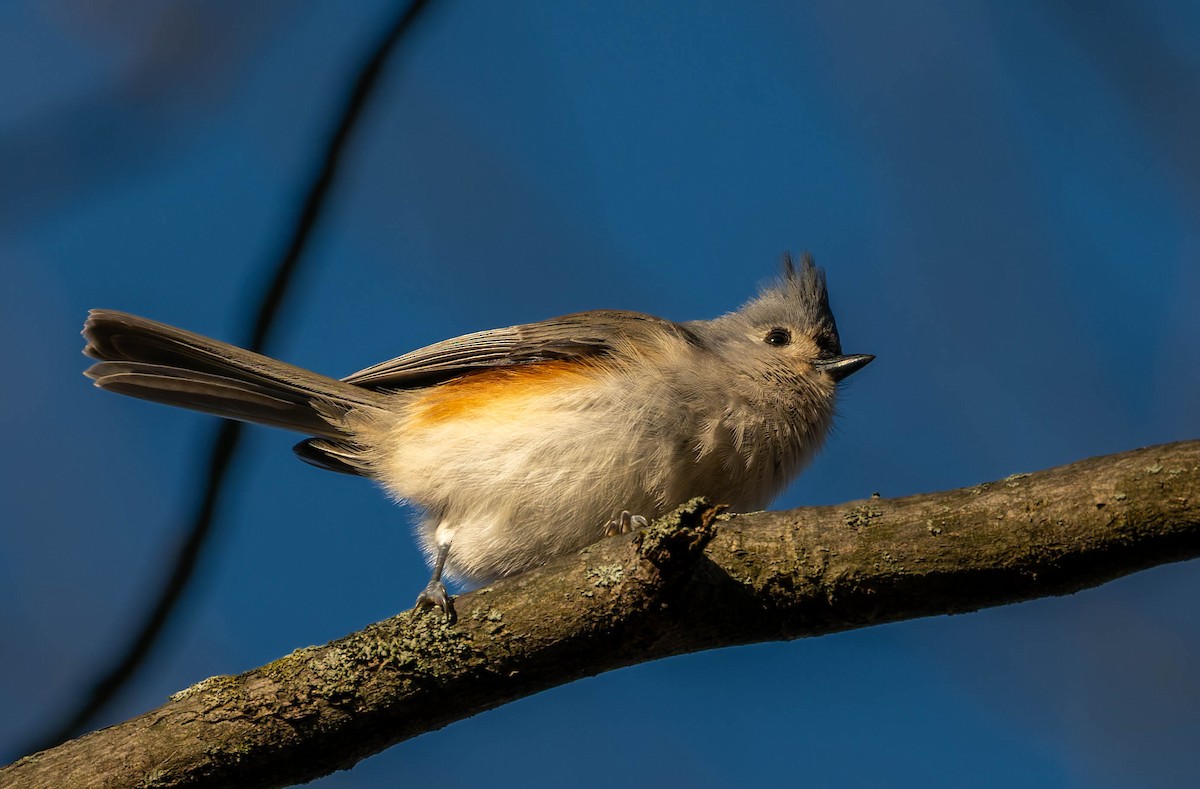 Tufted Titmouse - ML646331961