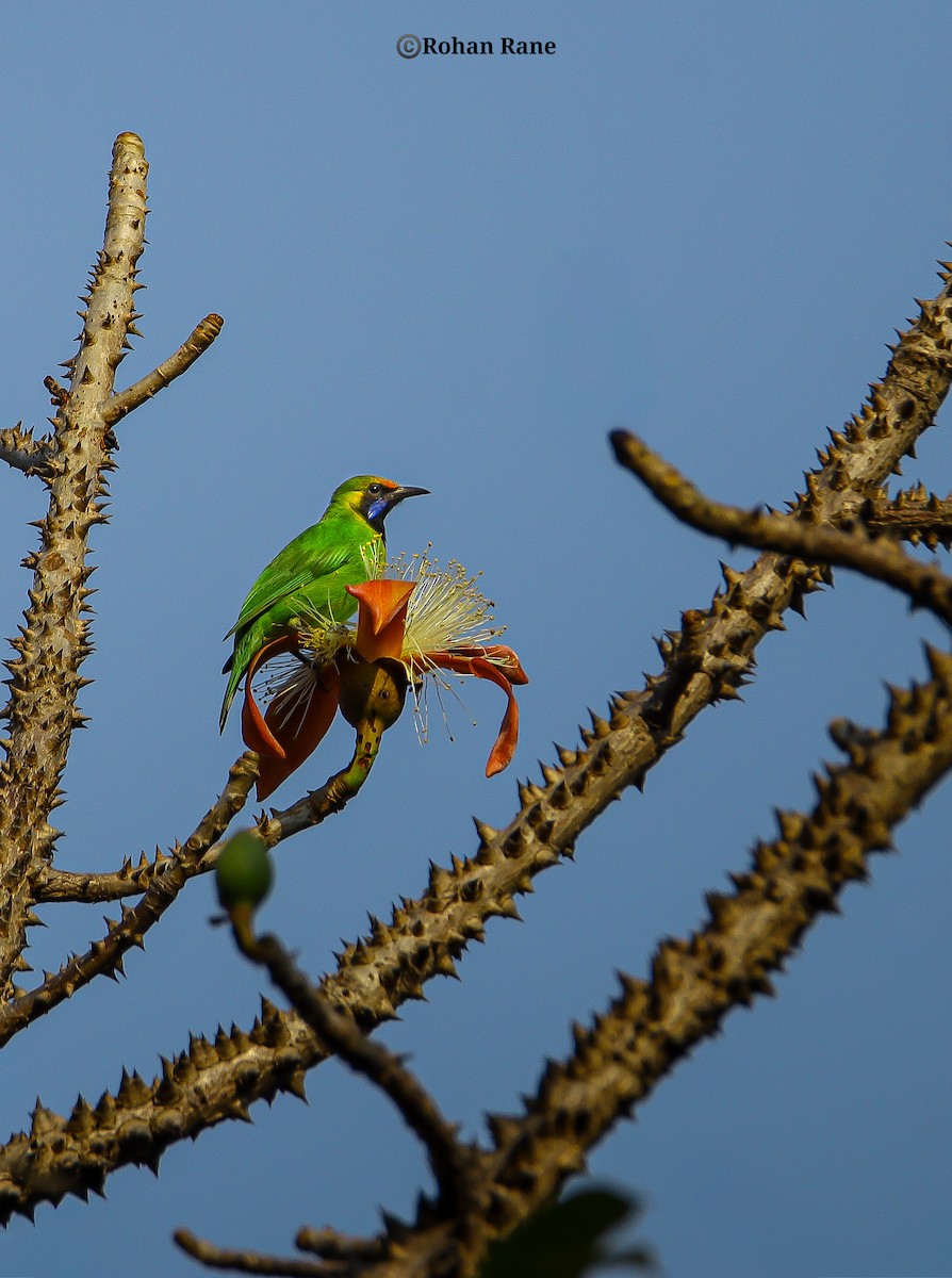 Golden-fronted Leafbird - ML646331962