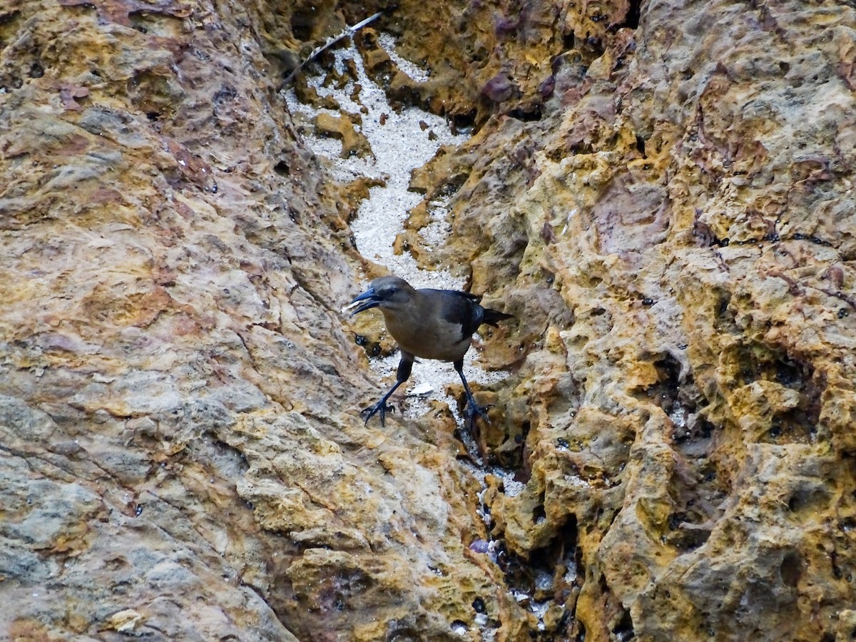 Great-tailed Grackle - ML646331967