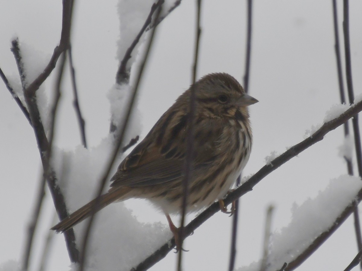 Song Sparrow - ML646331969