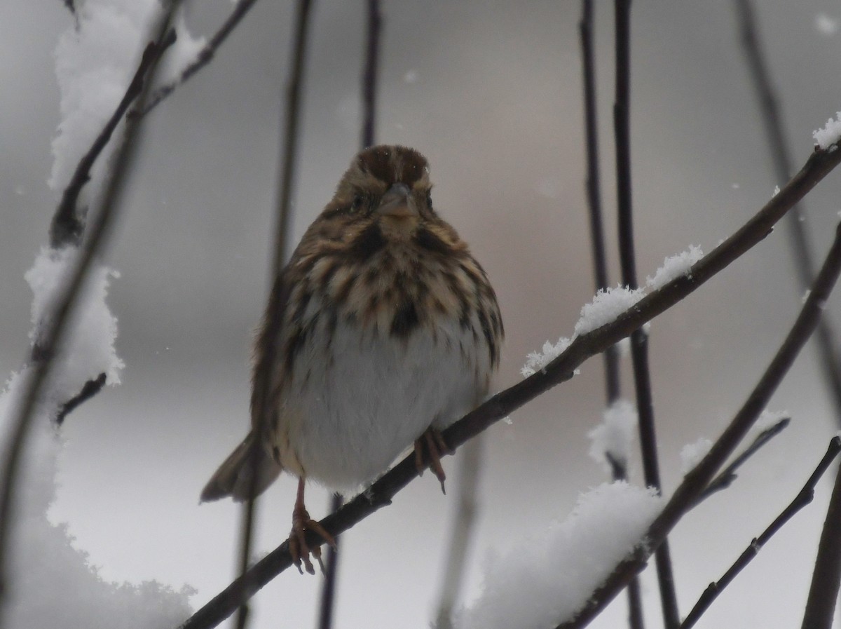 Song Sparrow - ML646331970