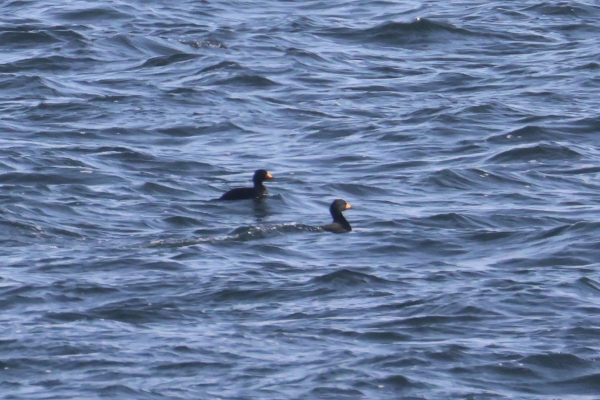 amerikasvartand - ML646331971