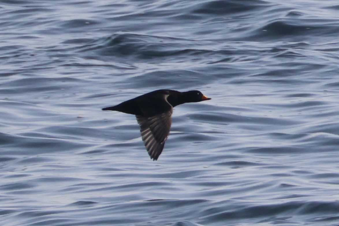 amerikasvartand - ML646331972