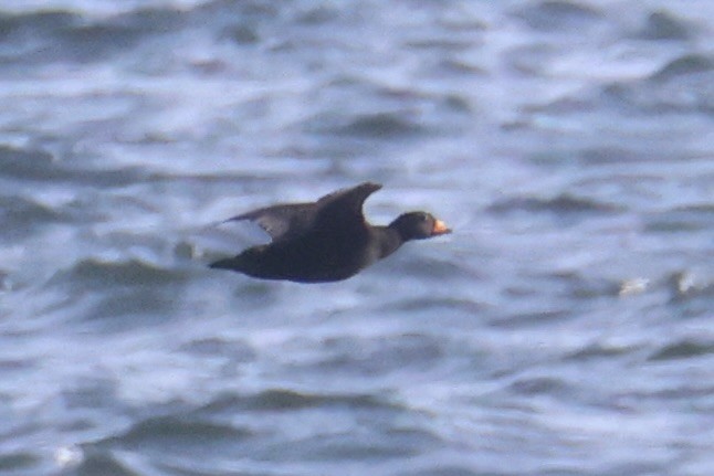 amerikasvartand - ML646331973