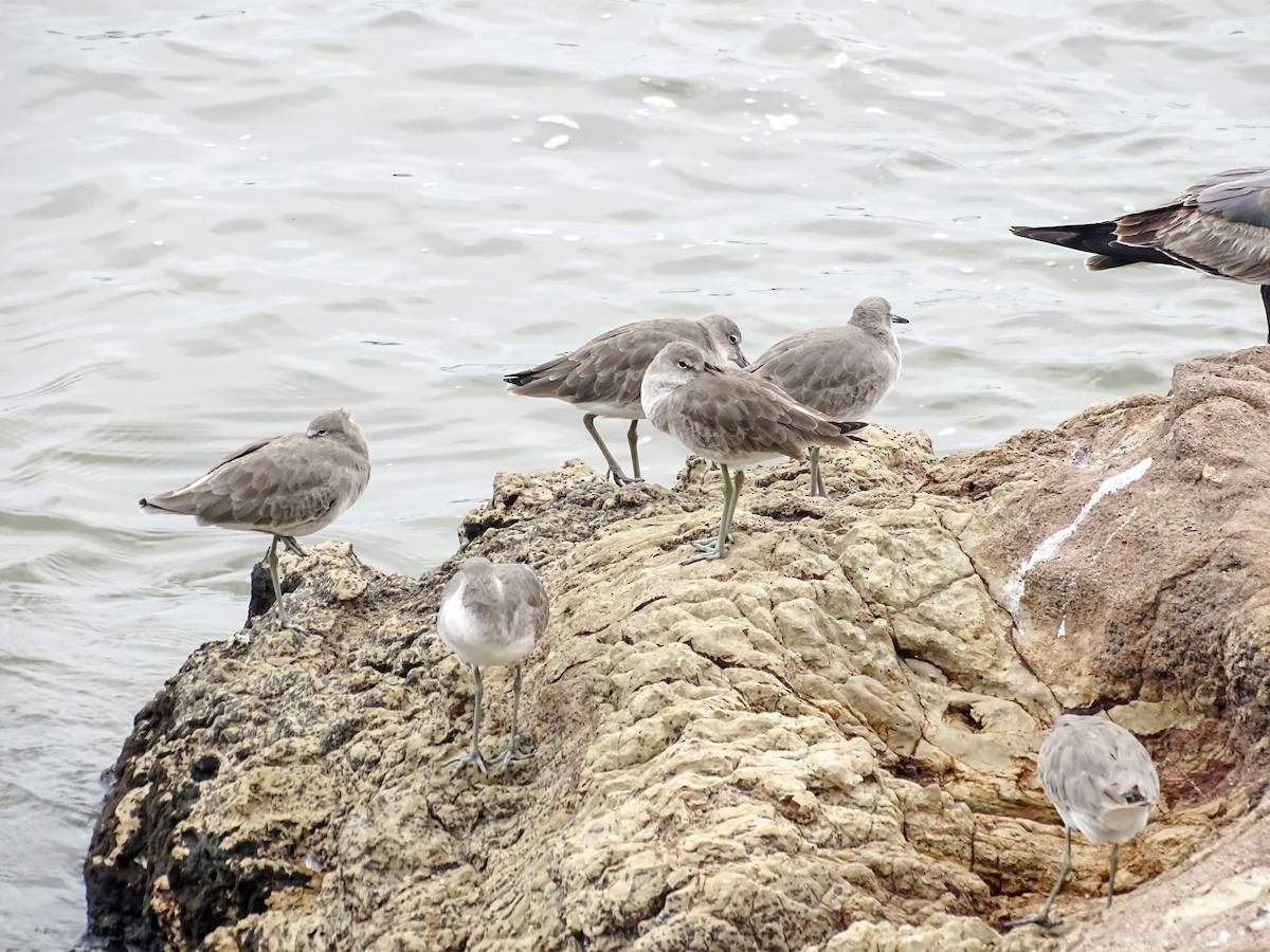 Willet - ML646331974