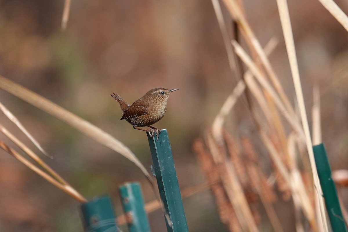 Winter Wren - ML646331975