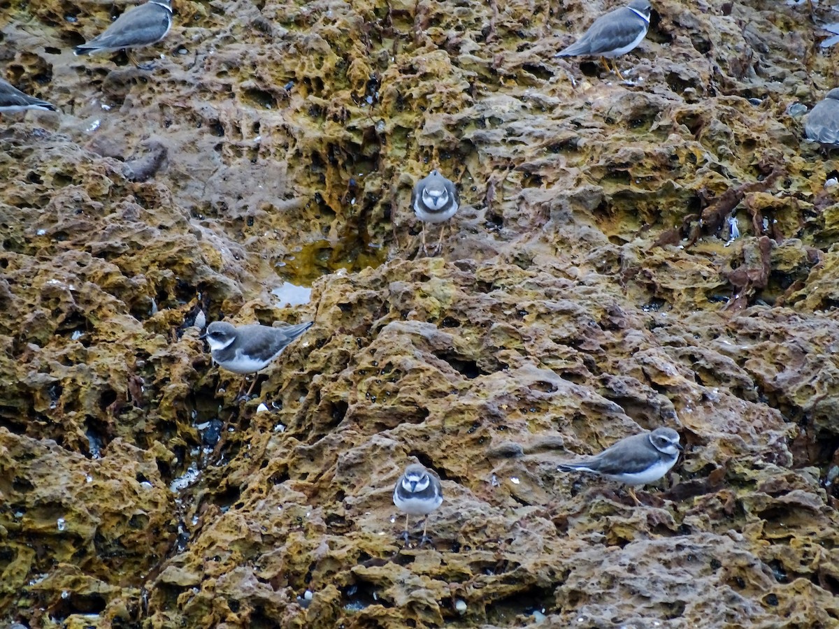 Semipalmated Plover - ML646331978