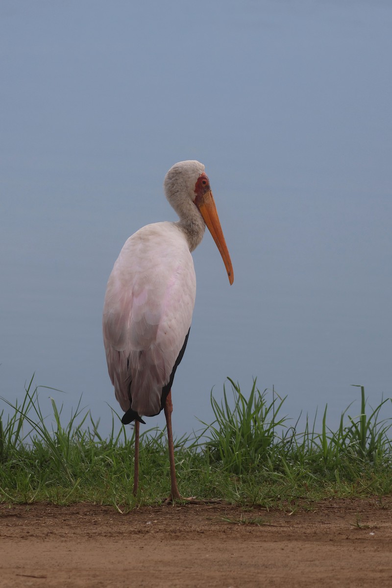Yellow-billed Stork - ML646331979
