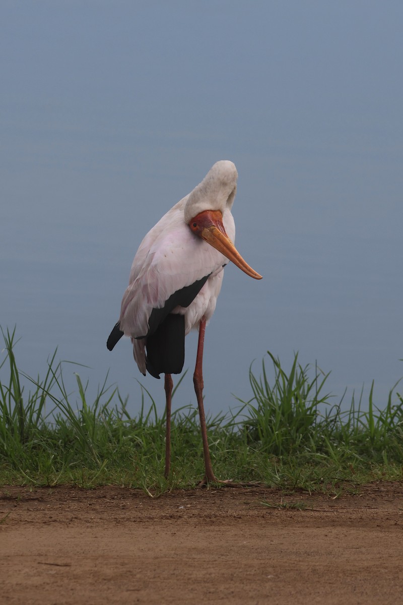Yellow-billed Stork - ML646331980