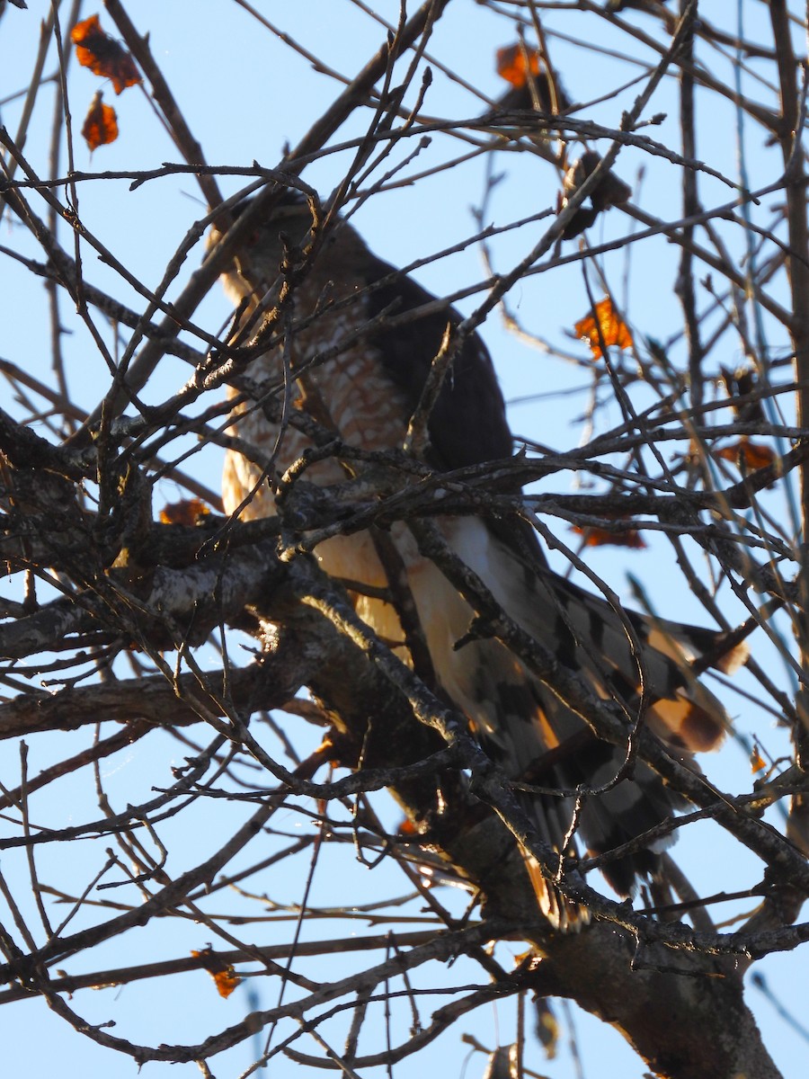 Cooper's Hawk - ML646331982