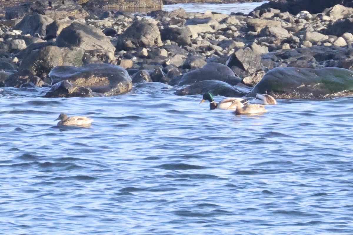 Mallard - ML646331983