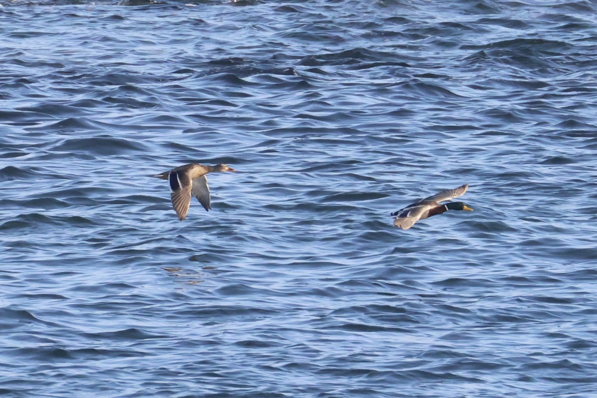 Mallard - ML646331984