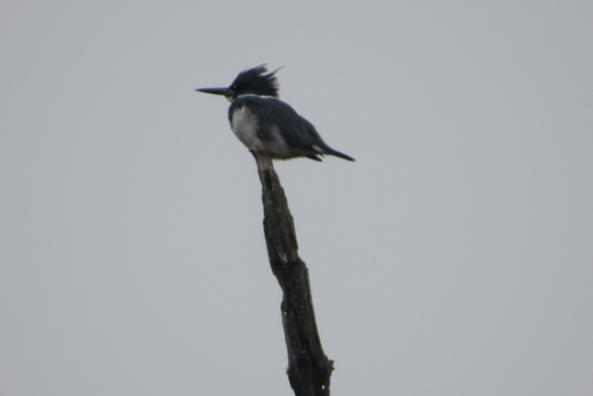 Belted Kingfisher - ML646331985