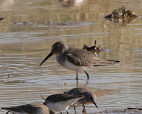 Dunlin - ML646331988