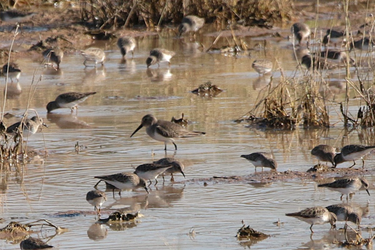 Dunlin - ML646331989
