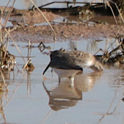 Dunlin - ML646331990